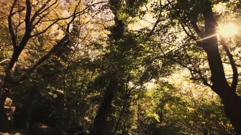 Tree roots and green forest Stock Footage 69201500