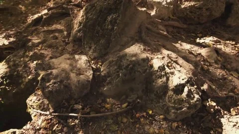 Tree roots and green forest Stock Footage 69215421