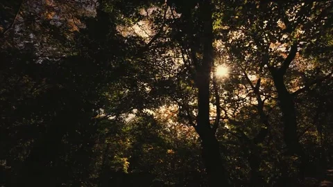 Tree roots and green forest Stock Footage 69215457