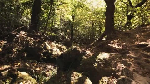 Tree roots and green forest Stock Footage 69215458