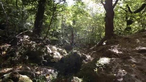 Tree roots and green forest Stock Footage 69215481