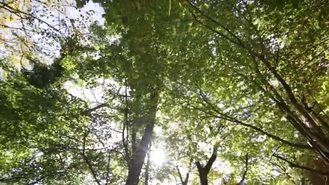 Tree roots and green forest Stockbeeldmateriaal 69215501