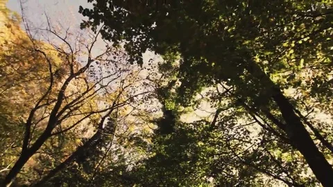 Tree roots and green forest Stock Footage 69215538