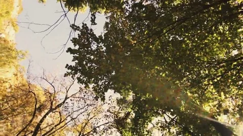 Tree roots and green forest Stock Footage 69215540