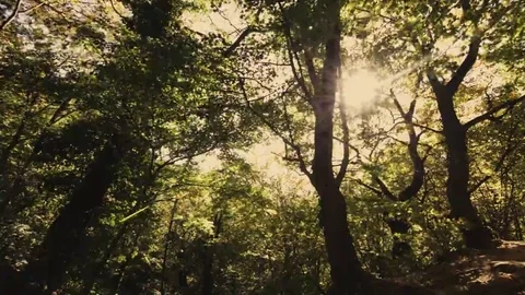 Tree roots and green forest Stock Footage 69215604