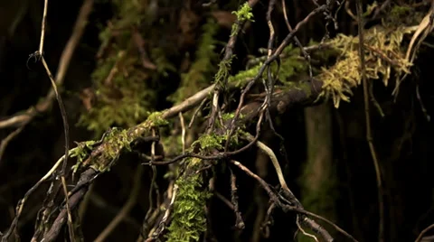 Tree roots and green grass Video stock 39844683