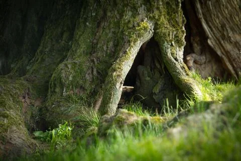 Tree roots and green grass Stock Photos