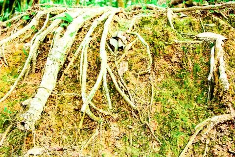 Tree roots and layer soil nature Foto stock