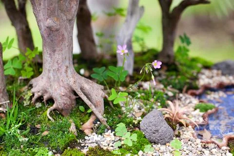 Tree roots and moss Stock Photos