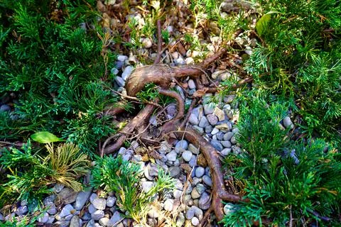 Tree roots and pebbles. Foto stock