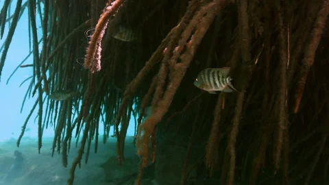 Tree roots and rocks in Yucatan Mexican cenote. Stock Footage 206337548