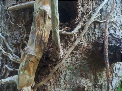 Tree roots and small plants Stock Photos