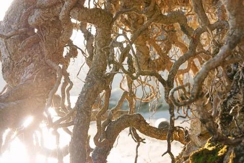 Tree Roots and Sunlight Stock Photos