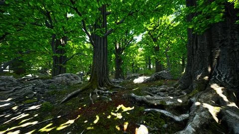 Tree roots and sunshine in a green forest Stock Illustration