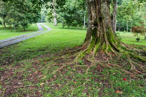 Tree roots and sunshine in a green forest Stock Photos