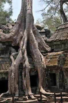 Tree Roots and Temple Stock Photos