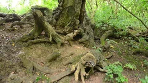 Tree Roots and Trunk Stock Footage 54144508
