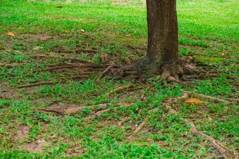 Tree roots and trunk Stock Photos