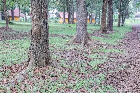 Tree roots and trunks along a natural forest park path Stock-Fotos