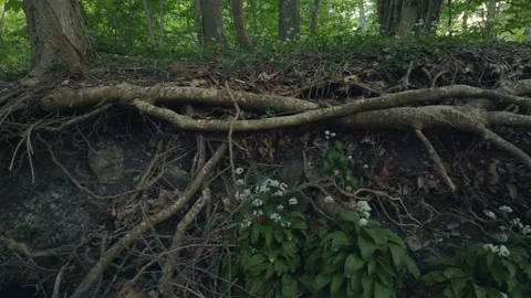 Tree Roots And Wild Garlic In Forest Lummelunda Gotland Sweden Stock Footage 331083957