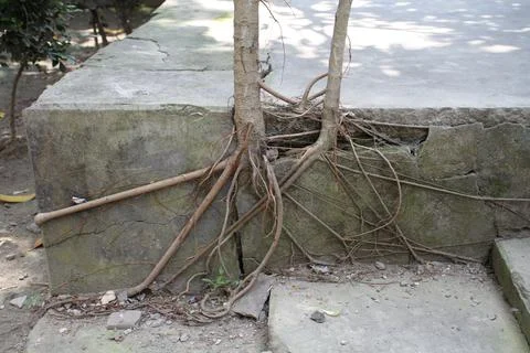 The tree roots are on the ground. Stock Photos