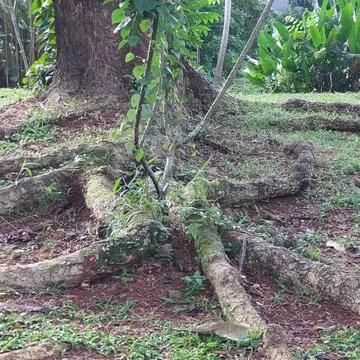 Tree roots that are large and visible on the ground Stock Photos