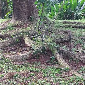 Tree roots that are large and visible on the ground Stock Photos