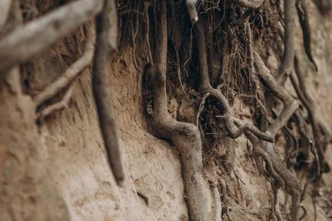 Tree roots are long-term, tree structure Stock Photos