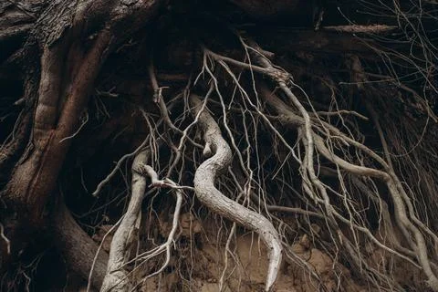 Tree roots are long-term, tree structure Stock Photos