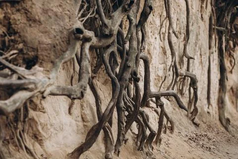 Tree roots are long-term, tree structure Stock Photos