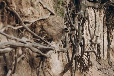 Tree roots are long-term, tree structure Stock Photos