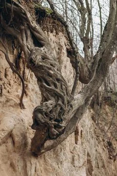 Tree roots are long-term, tree structure Stock Photos