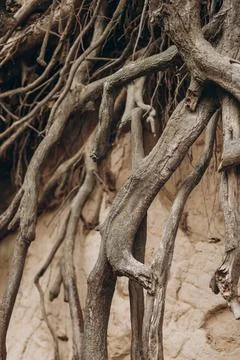 Tree roots are long-term, tree structure Stock Photos