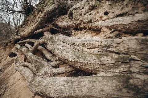 Tree roots are long-term, tree structure Stock Photos
