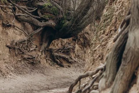 Tree roots are long-term, tree structure Stock Photos