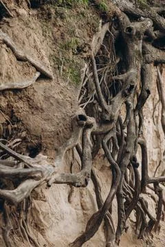 Tree roots are long-term, tree structure Stock Photos
