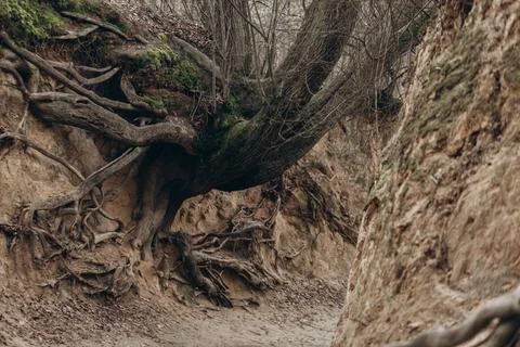 Tree roots are long-term, tree structure Stock Photos