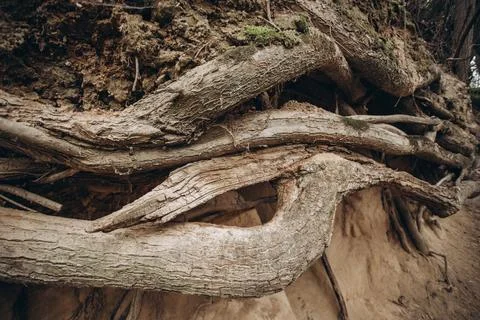 Tree roots are long-term, tree structure Stock Photos