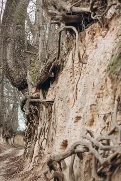 Tree roots are long-term, tree structure Stock Photos