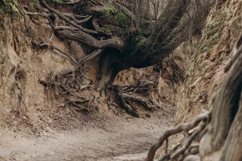 Tree roots are long-term, tree structure Stock Photos