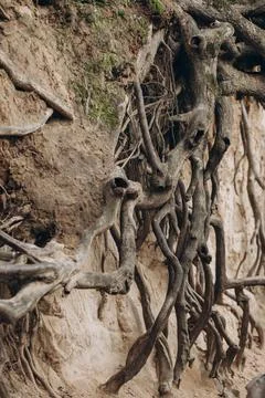 Tree roots are long-term, tree structure Stock Photos