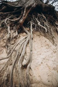Tree roots are long-term, tree structure Foto stock