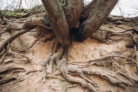 Tree roots are long-term, tree structure Stock Photos