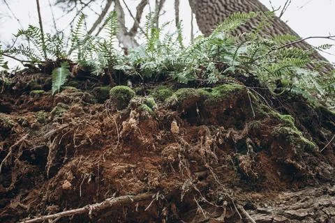 Tree roots are long-term, tree structure Stock Photos