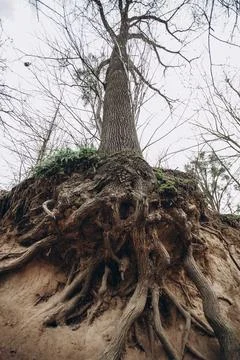 Tree roots are long-term, tree structure Stock Photos