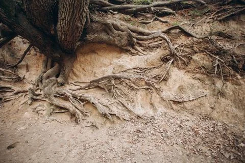 Tree roots are long-term, tree structure Foto stock