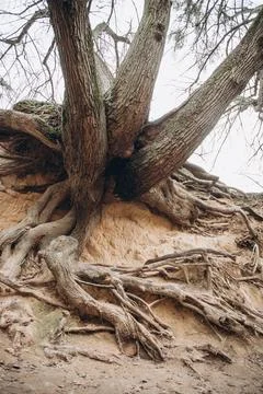 Tree roots are long-term, tree structure Stock Photos