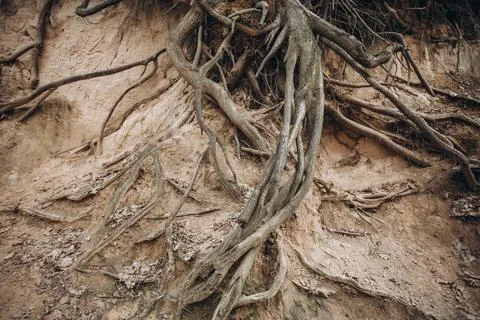 Tree roots are long-term, tree structure Stock Photos