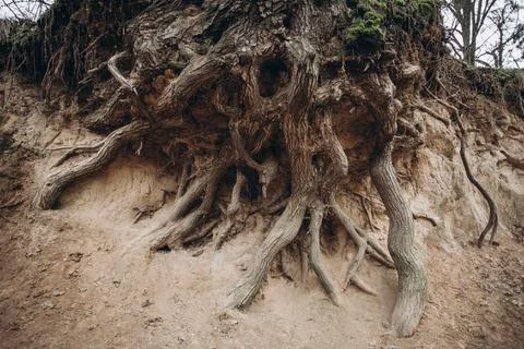 Tree roots are long-term, tree structure Stock Photos