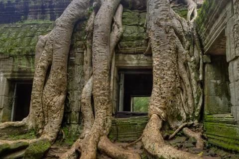 Tree roots around window Foto stock